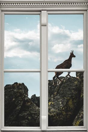 Queence Wandsticker »Steinbock« Wandsticker, Wandbild, selbstklebend, 3D, Fenster