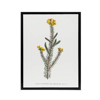 Artery8 Sansom Smooth Parrot Pea Botanical Illustration Framed Canvas Art in White | Size: W24 x H32
