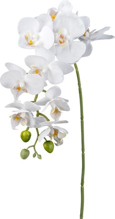 Creativ Green Kunstorchidee