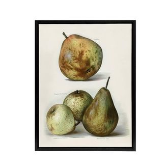 Artery8 Pear Varieties Vintage Fruit Illustration Wright Framed Canvas Art in White | Size: W24 x H32