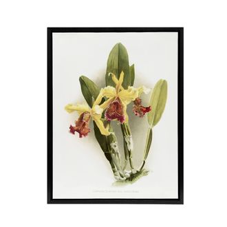 Artery8 F Sander Cattleya Dowiana Var Chrysotoxum Orchid Framed Canvas Art in White | Size: W24 x H32