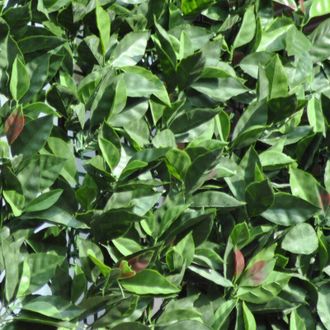 Tenax Divy 3D Plus Photinia, Siepe Sintetica 1,00x3m Foglie Tipo Fotinia su Rete di Plastica - Tenax