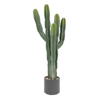 Atmosphera Atmosphera - Cactus Exotic Panama Cr&eacute;ateur DInt&eacute;rieur