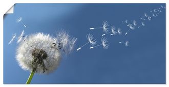 Artland Wandbild »Pusteblume« 1 Stk. tlg. als Alubild, Outdoorbild, Leinwandbild, Poster in verschied. Grössen