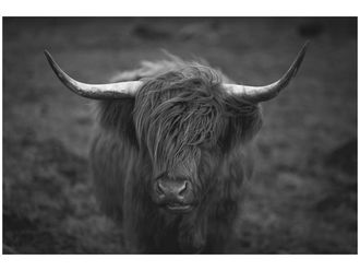 Schubiger M&ouml;bel Digitaldruck auf Glas Hochlandrind in S/w