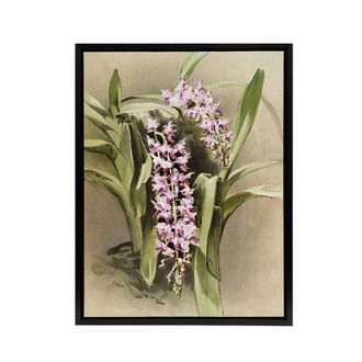 Artery8 Frederick Sander Aerides Savageanum Orchid Flowers Framed Canvas Art | Size: W24 x H32
