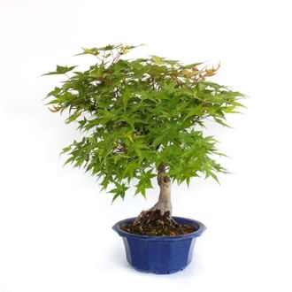 Kentis Kentis - Bonsai Acero Giapponese - Acer Palmatum Yama Bonsai - h 40-50 cm Vaso &oslash; 20 cm