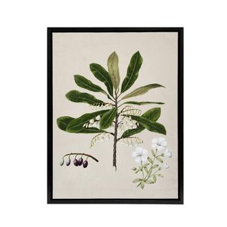 Artery8 New Zealand Rauhuia & Hinau Flowers Featon Framed Canvas Wall Art in Beige | Size: W24 x H32