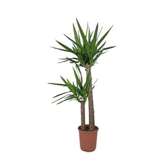 Kentis Yucca - Tronchetto della Felicit&agrave; - Piante Vere Grasse Succulente da Interni - Pianta Ornamentale da Appartamento - H 135-145 cm Vaso &Oslash; 24 cm