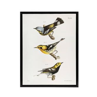 Artery8 James Ellsworth De Kay Trio of Warbler Birds Framed Canvas Art Print in White | Size: W24 x H32