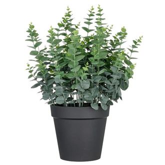 Schubiger M&ouml;bel Kunstpflanzen Eukalyptus im Kunststofftopf H: 70 cm
