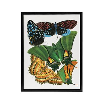 Artery8 Vintage Vibrant Butterflies Papillons Framed Canvas Wall Art Print Seguy | Size: W24 x H32