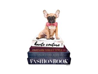 Schubiger M&ouml;bel Bild Exklusive Modeb&uuml;cher mit Hund