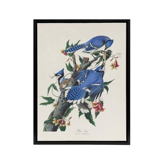 Artery8 Blue Jay & Trumpet Flowers Audubon Nature Black Framed Canvas Art in White | Size: W24 x H32
