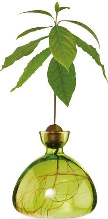 Ilex Studio Glass Avocado Vase in Grass Green at Nordstrom