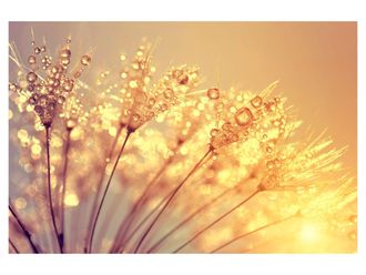 Schubiger M&ouml;bel Digitaldruck auf Acrylglas Pusteblume mit Morgentau