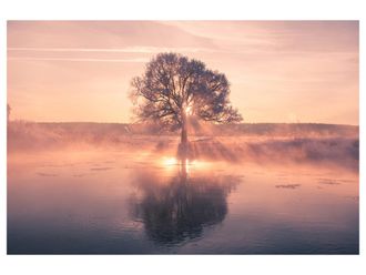 Schubiger M&ouml;bel Digitaldruck auf Acrylglas Baum mit Spiegelung