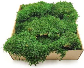 OEM Musgo Plano - Suecia - Verde Medio Natural 200 G