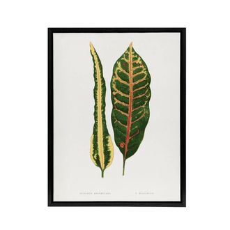 Artery8 AF Lydon B Fawcett Croton Plant Leaf Varieties Framed Canvas Art in White | Size: W24 x H32