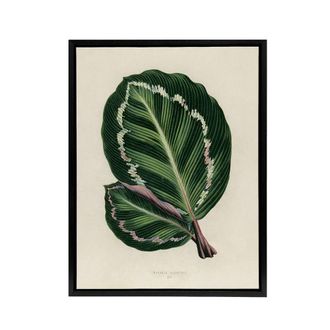 Artery8 Vintage Botanical Maranta Calathea Leaves Fawcett Framed Canvas Art in Beige | Size: W24 x H32