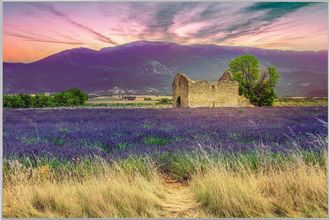 Schubiger M&ouml;bel Digitaldruck auf Acrylglas Lavendelfeld 9
