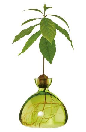 Ilex Studio Glass Avocado Vase in Grass Green at Nordstrom