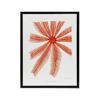 Artery8 Brisingida Starfish Marine Life Albert I Framed Canvas Wall Art Print in White | Size: W24 x H32