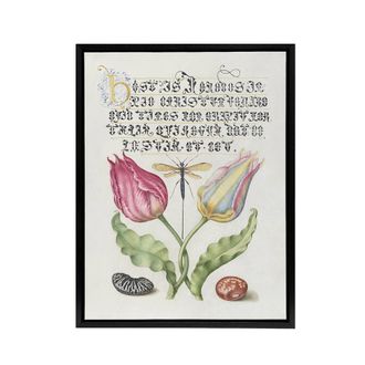 Artery8 Tulip Ichneumon Wasp & Beans Calligraphy Framed Canvas Wall Art in White | Size: W24 x H32
