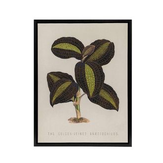 Artery8 Golden Veined Jewel Orchid Botanical Black Framed Canvas Wall Art in Beige | Size: W24 x H32