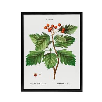 Artery8 Hawthorn Botanical Illustration Redoute Vintage Framed Canvas Wall Art in White | Size: W24 x H32