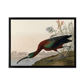 Artery8 Audubon Birds Glossy Ibis Painting Framed Canvas Wall Art Print | Size: W24 x H32