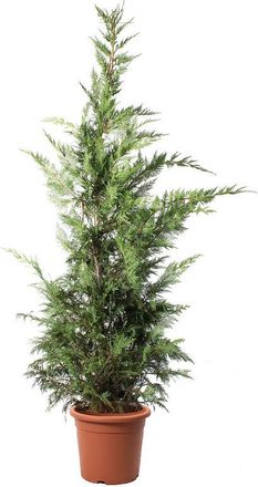 Kentis Cupressocyparis Leylandii - Cipresso di Leyland - Piante Vere da Esterno - h 200-220 cm Vaso &oslash; 30 cm