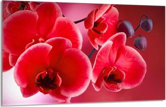 OEM Placa Protectora De Vidrio Para La Estufa 80x52 Orchidea