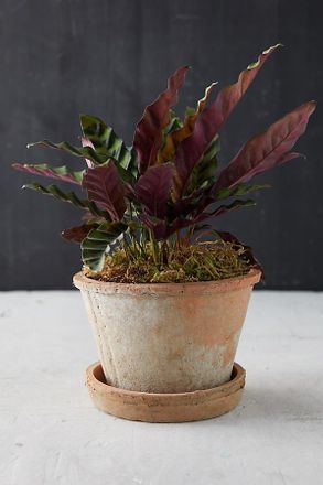 Terrain Earth Fired Clay Thin Rim Pot + Saucer Set