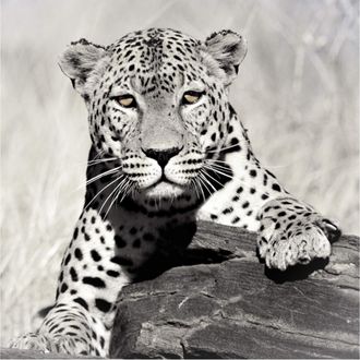 Schubiger M&ouml;bel Bildsystem Leo Pardus bw