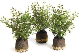 Napa Home & Garden Maidenhair Drop-Ins Set of 3 in Green at Nordstrom