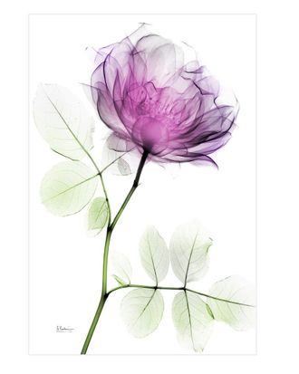 Empire Art Direct Empire Art Rose Dynasty 1 Wall Art