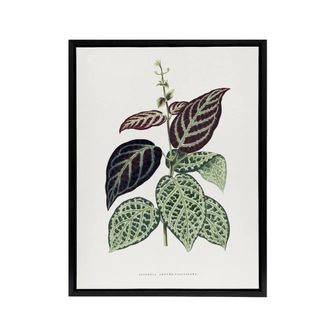 Artery8 Lydon & Fawcett Bignonia Argyro Violacea Crossvine Framed Canvas Art in White | Size: W24 x H32