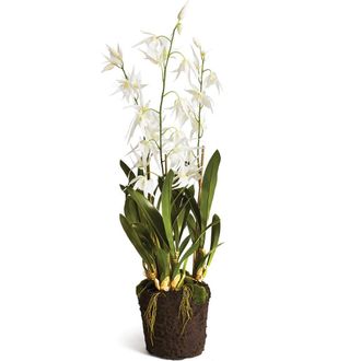 Napa Home & Garden Spider Orchid Drop-In 44 in White at Nordstrom
