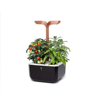 V&eacute;ritable Exky Smart Indoor Garden