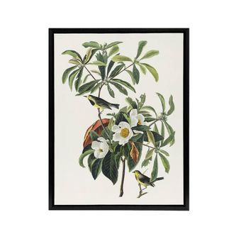 Artery8 Bachmans Warbler & Franklinia Tree Audubon Framed Canvas Wall Art in White | Size: W24 x H32