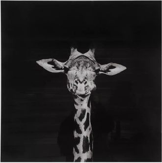 OEM Cuadro En Blanco Y Negro Sobre Cristal De 80x80 Cm - Jirafa