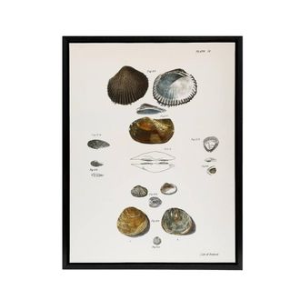 Artery8 James Ellsworth De Kay Various Types of Seashells Framed Canvas Art in White | Size: W24 x H32