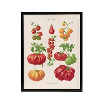 Artery8 Tomatoes or Love Apples Ernst Benary Framed Canvas Wall Art Print in White | Size: W24 x H32