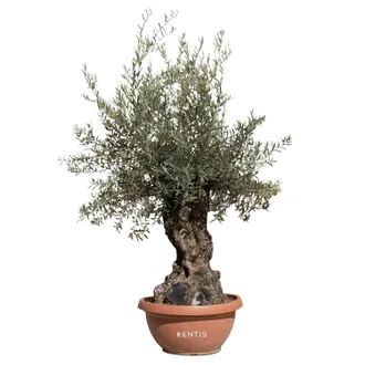 Kentis Ulivo Bonsai Vero Altezza 200 Cm Circa - Olivo Olea Europea Bonsai Circonferenza Tronco 60-100 Cm Circa - Pianta Da Esterno Perfetta Per Giardini - Pi