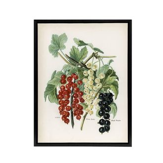 Artery8 Black Naples Victoria White Dutch Currants Wright Framed Canvas Art | Size: W24 x H32
