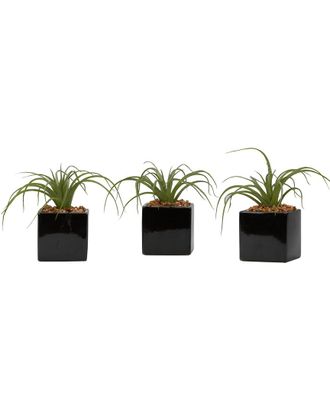 D&W Silks Set Of 3 Curly Tillandsia In Black Ceramic Cube
