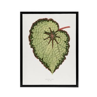Artery8 AF Lydon B Fawcett Begonia Rex Isis Variety Leaf Framed Canvas Art in White | Size: W24 x H32