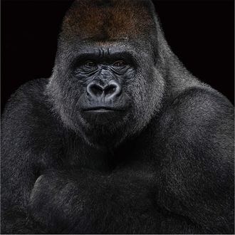 Schubiger M&ouml;bel Digitaldruck auf Glas Gorilla in sw