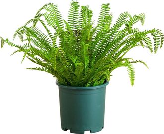 Nearly Natural 27-in UV Resistant Artificial Real Touch Boston Fern Plant in Green at Nordstrom